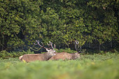 Red Deer (Cervus elaphus) provoking, in the ferns, Richmond Park, London, England