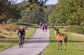 Red Deer (Cervus elaphus) regading passing cyclists and hikers, Richmond Park, London, England