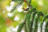 Kinglet (Regulus ignicapilla) listed fin its habitat, coniferous forests in autumn, october, listed forest yebes, Valdenazar, Guadalajara, Spain