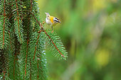 Kinglet (Regulus ignicapilla) listed fin its habitat, coniferous forests in autumn, october, listed forest yebes, Valdenazar, Guadalajara, Spain