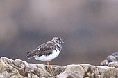 Ruddy turnstone (Arenaria interpres) in their habitat during the postnupcial migratory passage in autumn, under raining, october, San Lorenzo beach, Gijon, Asturies, Spain