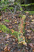 Beech tree trunk decomposing undergrowth, Moselle, France
