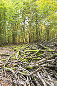 Dead wood in a forest in autumn, Moselle, France