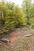 Sludge of European wild boar in a beech forest in autumn, Moselle, France