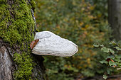 Tinder fungus (Fomes fomentarius) on an oak trunk, Moselle, France