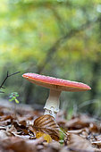 Fly Agaric (Amanita muscaria) undergrowth, Northern Vosges, Moselle, France