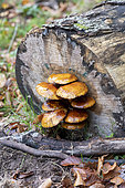 Two-toned Pholiota (Kuehneromyces mutabilis) on a stump of beech in autumn, Moselle, France