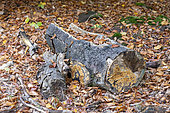 Beech tree trunk decomposing undergrowth, Moselle, France