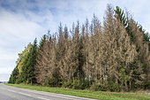 Attack of Bark beetles on an Epicea massif, Northern Vosges, Moselle, France