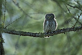 Pygmy Owl (Glaucidium passerinum) on a branch, Valais Alps, Switzerland.