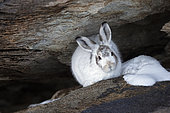 Mountain hare (Lepus timidus) in autumn coat, just before winter at cottage on snow, Valais Alps, Switzerland.