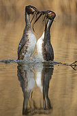 Great Crested Grebe (Podiceps cristatus) courtship on the water, Lake Neuchâtel, Switzerland.