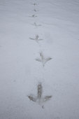 Capercaillie (Tetrao urogallus) tracks in male snow, Jura, Vaud, Switzerland