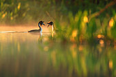 Ritual of mating of Great crested Grebe (Podiceps cristatus) in in early spring, Fernan Caballero, Ciudad Real, Spain