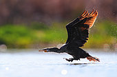 Great Cormorant (Phalacrocorax carbo) in flight, Daimiel, Ciudad Real, Spain
