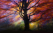 night photography in the urbasa forest beech urbasa urederra navarra spain