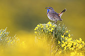 Blue throat (Luscinia svecica) male singing in the mid-mountain piornal, Sierra de Gredos, Avila, Spain