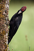Male of Black Woodpecker (Dryocopus martius) in spring, Cremenes, Leon, Spain