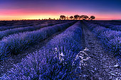 Lavender (Lavandula officinalis) fields at sunrise, Brihuega, Spain