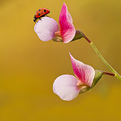 Ladybug (Coccinella septempunctata) in flower spring, el Troncon San Mateo, Gran Canaria