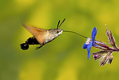 Sphinx colibri (Macroglossum stellatarum) in flight ridding to a flower, Valdenazar, Guadalajara, Spain