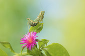 mantis pigmea praying mantis female camouflaged in garden flowers ameles spallanzania female yebes valdenazar guadalajara spain