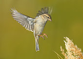 Sparrow (Passer domesticus) female in flight, Valdenazar forest, Guadalajara, Spain