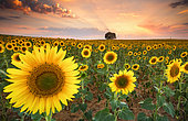 Sunset in the sunflower fields of the Mancha in summer, Yebes, Valdenazar, Guadalajara, Spain
