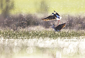 Black winged stilt (Himantopus himantopus) between blurs at sunrise, Guadalajara, Beleña lagoon, Spain