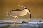 Night heron (Nycticorax nycticorax) fishing a catfish in the Guadiana river. Guadiana river, Daimiel Ciudad Real, Spain
