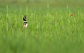 Little bustard (Tetrax tetrax) male between the fields of wheat and poppies in spring, Yebes, Guadalajara, Spain