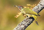 European green woodpecker (Picus viridis) in oak in spring, Yebes, Valdenazar, Guadalajara, Spain
