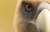 Griffon vulture (Gyps fulvus) portrait, sonsona prepirineo Catalan, Spain