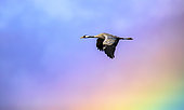 Common crane (Grus grus) going through the rainbow storm, Valdenazar, Yebes, Guadalajara, Spain