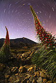 Tower of Jewels (Echium wildpretii) and Stars circumpolar, Night landscape in the canyons of Teide national park, Spain