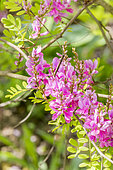 Pink-flowered indigo, Indigofera himalayensis 'Silk Road', flowers