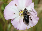 Spiral-horned bee (Systropha curvicornis) male on Bindweed (Convovulus arvensis), Mont Ventoux, Provence, France