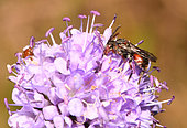 Cuckoo Bee (Nomada pleurosticta) female, Regional Natural Park of Vosges du Nord, France