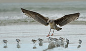 Young Herring Gull (Larus argentatus) on the beach with Sanderling (Calidris alba), Brittany, France