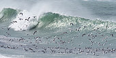 Black-headed Gulls (Larus ribibundus) in the waves, Pointe de la Torche, Audierne Bay, Brittany, France
