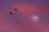 Common pipistrelles (Pipistrellus pipistrellus) duo flight, Regional Natural Park of Northern Vosges, France