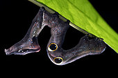 Chenille de Papillon piqueur des fruits (Eudocima phalonia), Faux yeux pour dissuader les prédateurs, Malaisie
