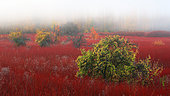 Colors of wicker fields in late autumn,between the fog, Cañamares, Cuenca, Castilla la Mancha, Spain