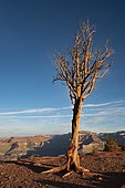 Dried tree, South Kaibab Trail, descent from South Rim, Grand Canyon National Park, Arizona, USA, North America