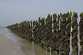 Strips of paper flutter with the wind to scare the birds in the Jospinet mussels in Planguenoual, Brittany, France