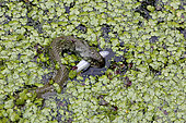 Grass snake (Natrix natrix) eating a fish in a pool of Kerdanet in Plouagat, Brittany, France