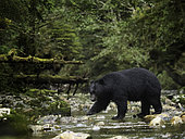 A Black Bear (Ursus americanus) crosses the river in British Columbia, Canada.