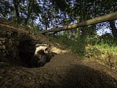 A Badger (Meles meles) emerges from the sett and yawns in the Peak District National Park, UK.