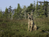 A Coastal Wolf (Canis lupus columbianus) observes his surroundings in British Columbia, Canada.