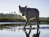 A Coastal Wolf (Canis lupus columbianus) crosses the river in British Columbia, Canada.